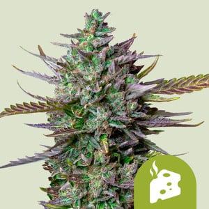 Blue Cheese Auto by Royal Queen Seeds