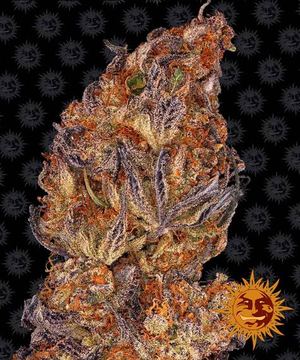 Runtz Auto Flowering Seeds by Barney's Farm