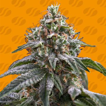 Ghost Train Power Weed Strain seed price history