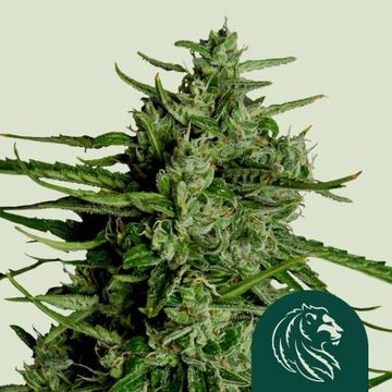 Titan F1 by Royal Queen Seeds