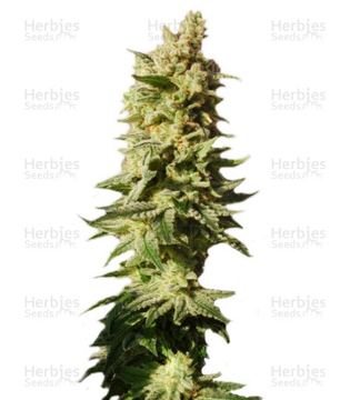 Mataro Blue Seeds seed price history