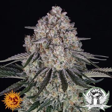 Sour Diesel AUTO Seeds by Barney's Farm - Attitude SeedBank USA by Barney's Farm