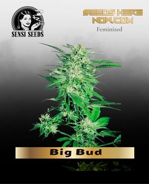 Big Bud (Feminized) – Sensi Seeds by Sensi Seeds