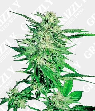 Big Bud Feminized Seeds by Sensi Seeds