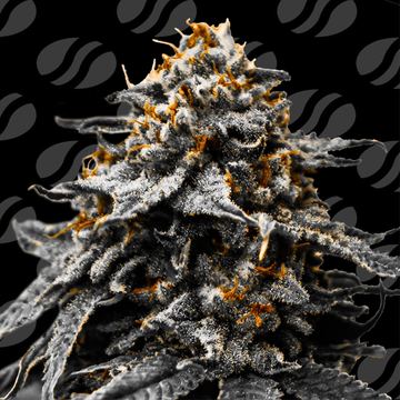 Auto Twilight Zlush Weed Strain seed price history
