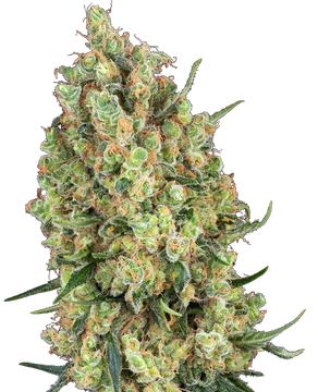 Candy Hash Feminized seed price history