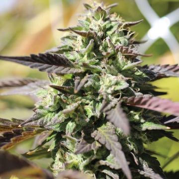 Chunkadelic Auto by Humboldt Seed Company