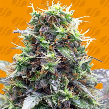 Sherbet Moonrocks Weed Strain seed price history