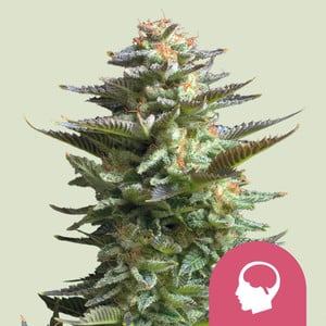 Amnesia Haze Feminized by Royal Queen Seeds