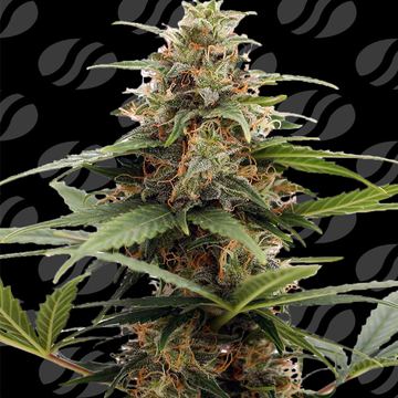 Orange Ooze Weed Strain seed price history