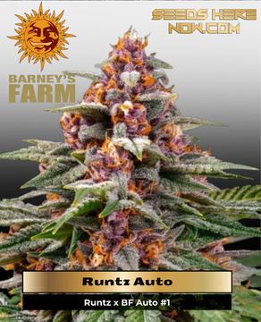 Runtz Auto (Feminized) – Barney’s Farm by Barney's Farm
