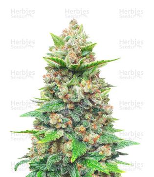 Strawberry Gorilla Seeds (Fast Buds) by Fast Buds
