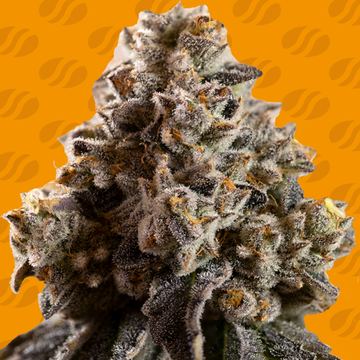 Alien Moonrocks Weed Strain seed price history