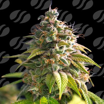 Citrus Slurp Weed Strain seed price history