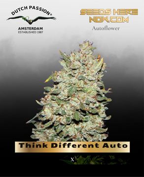 Think Different Auto (Feminized) – Dutch Passion by Dutch Passion