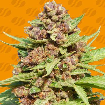 Purple Punch Cookies Weed Strain seed price history