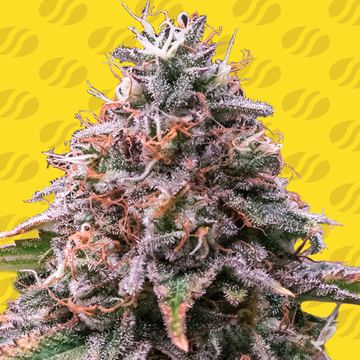 Strawberry Pie Auto Weed Strain seed price history