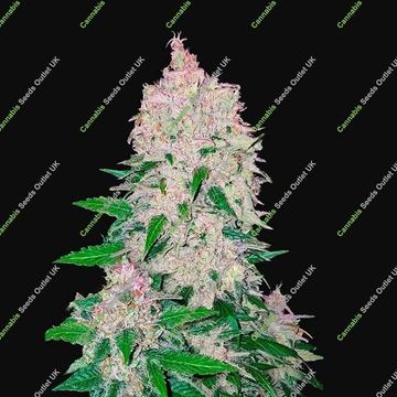 Stardawg Auto Feminized by Fast Buds (33%OFF) by Fast Buds