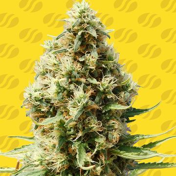 Frosted Guava Auto Weed Strain seed price history